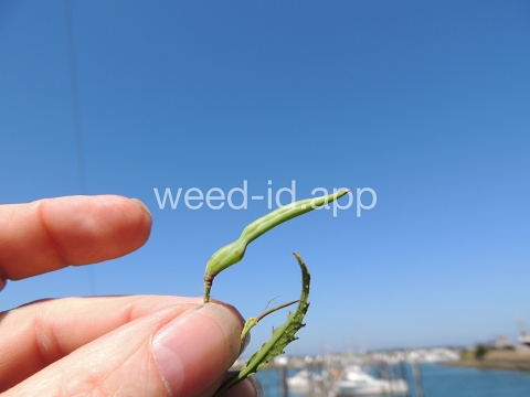 radish